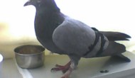 My first rescued pigeon from a flock